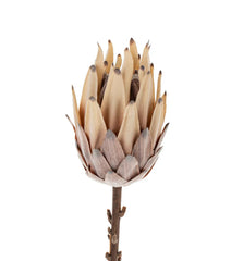 King Protea Floral Stem with Leaves