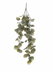 Trailing Eucalyptus Vine