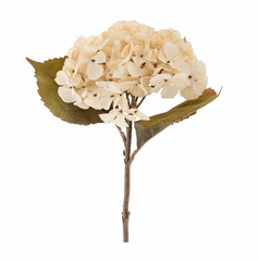 Hydrangea Floral Stem Cream