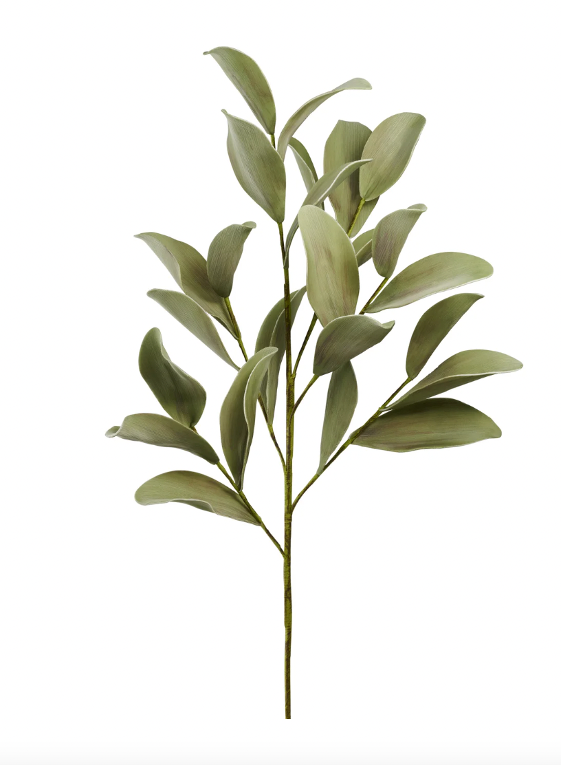 Desert Ficus Broad Leaf Stem 33"