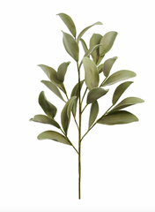 Desert Ficus Broad Leaf Stem 33"