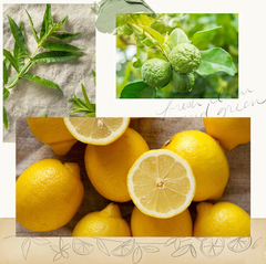 Thymes Lemon Leaf Aromatic Reed Diffuser