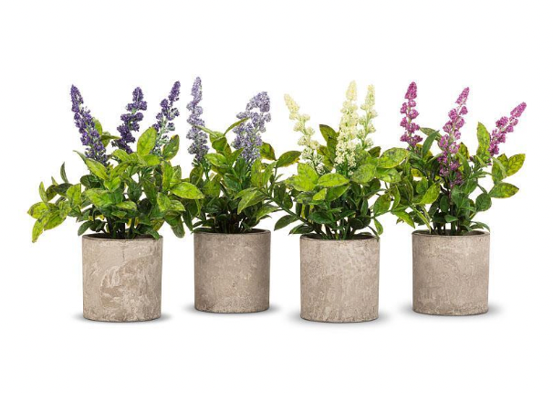 Woodhill Single Spiky Potted Plant 8" Assorted Colours