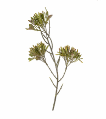 Wild Flower Spray Green