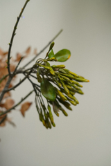 Wild Flower Spray Green