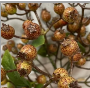 Fall Berry Bundle 11"