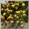 Green Berry Wreath 24"