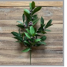 Laurel Berry Spray 21"