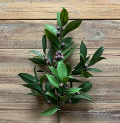 Laurel Berry Spray 21"