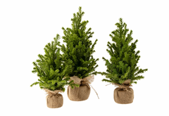 Faux Cedar Tabletop Tree 12"