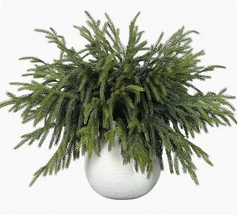 Real Touch Norfolk Pine Branches