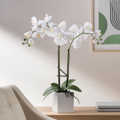 White Orchid 3 Stem Potted Faux Floral
