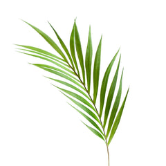 Palm Leaf Stem 36"L