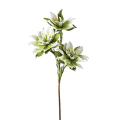 Desert Rose Lily Stem - White / Green