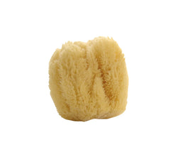 Natural Large Sea Sponge